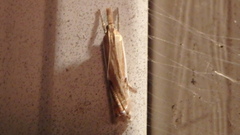 Crambus agitatellus