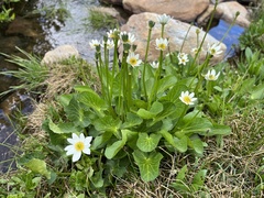 Caltha chionophila