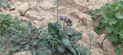Phacelia crenulata minutiflora