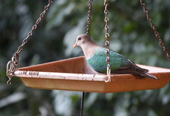 Chalcophaps longirostris