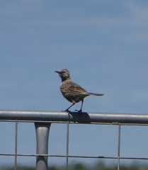 Cincloramphus cruralis