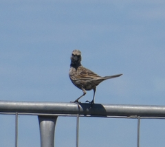 Cincloramphus cruralis