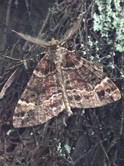 Pseudocoremia productata