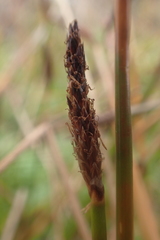 Eleocharis macrostachya