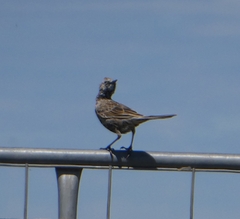 Cincloramphus cruralis