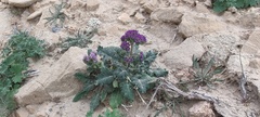 Phacelia crenulata ambigua
