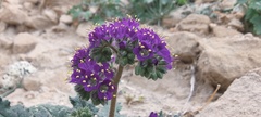 Phacelia crenulata ambigua
