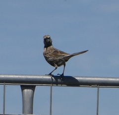 Cincloramphus cruralis