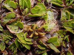 Caltha obtusa