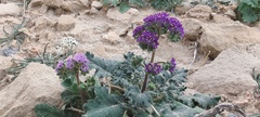 Phacelia crenulata ambigua