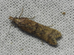 Dichomeris ligulella