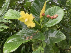 Dillenia suffruticosa