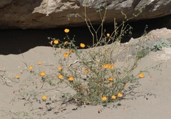Kallstroemia grandiflora
