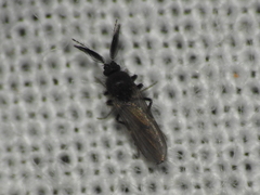 Forcipomyia