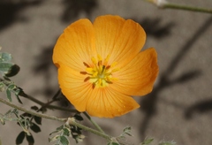 Kallstroemia grandiflora