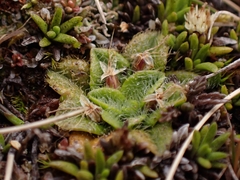 Plantago lanigera
