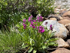 Primula parryi