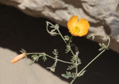 Kallstroemia grandiflora
