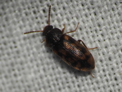 Mycetophagus pluripunctatus