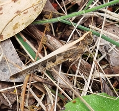 Oedipodinae