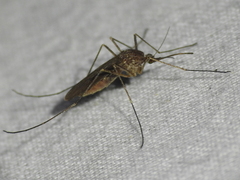 Culiseta inornata