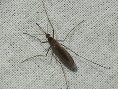 Culiseta inornata