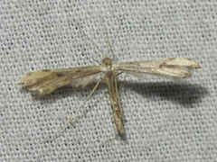 Pterophorinae