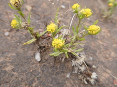 Triptilodiscus pygmaeus