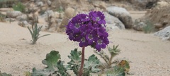 Phacelia crenulata ambigua