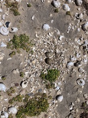 Haematopus longirostris