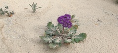 Phacelia crenulata ambigua