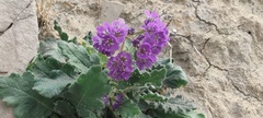 Phacelia crenulata ambigua