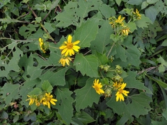 Smallanthus maculatus