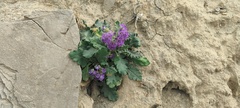 Phacelia crenulata ambigua
