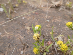 Triptilodiscus pygmaeus