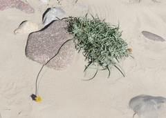 Thelesperma megapotamicum