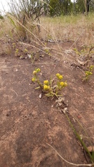 Triptilodiscus pygmaeus