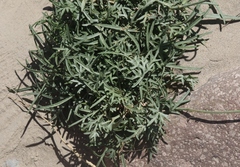 Thelesperma megapotamicum