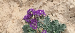 Phacelia crenulata ambigua