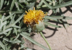 Thelesperma megapotamicum