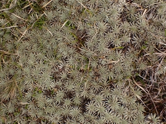 Celmisia sessiliflora
