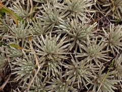 Celmisia sessiliflora