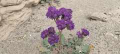 Phacelia crenulata ambigua