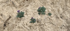 Phacelia crenulata ambigua