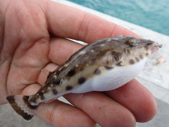 Sphoeroides spengleri