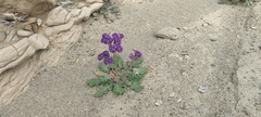 Phacelia crenulata ambigua