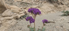 Phacelia crenulata ambigua