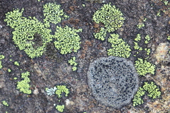 Rhizocarpon