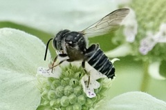 Coelioxys