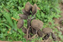 Hampea